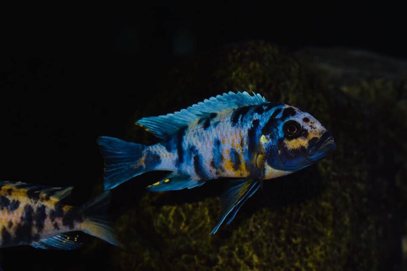 Maylandia zebra 'Masinje'